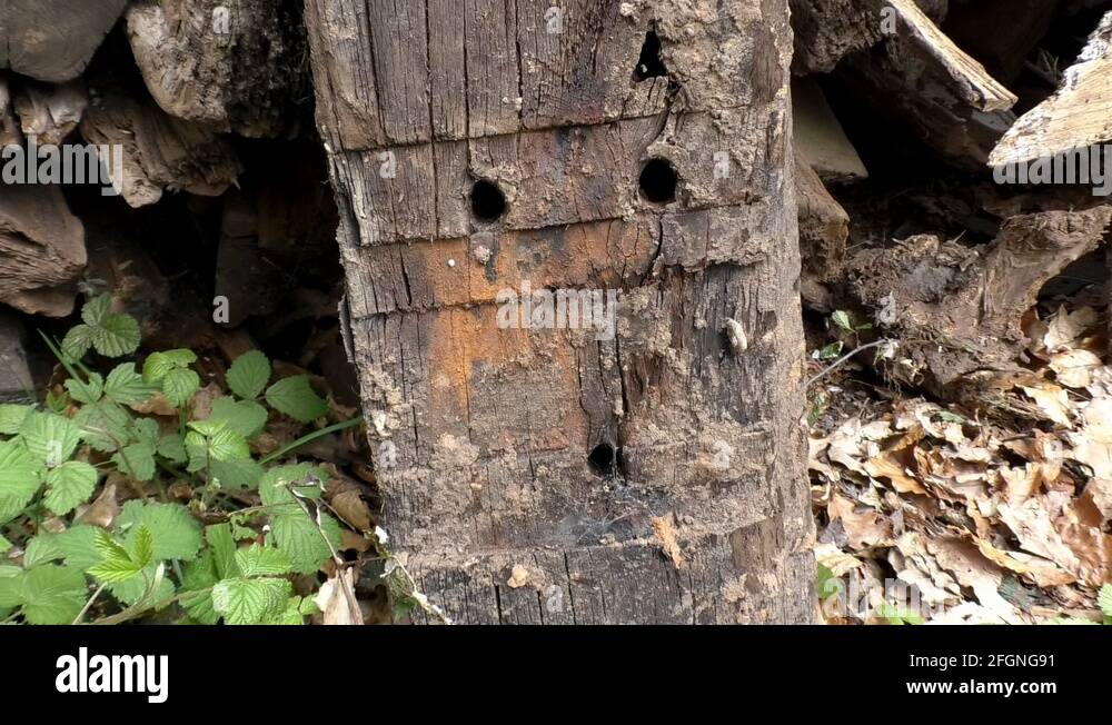 Timber beam Stock Videos & Footage - HD and 4K Video Clips - Alamy