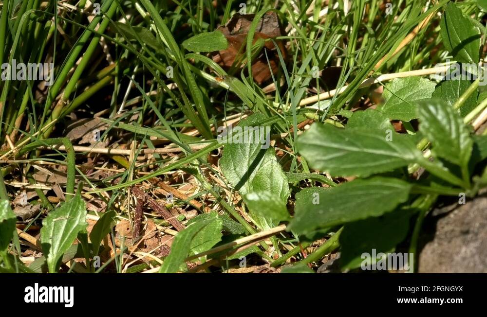 Forest floor insects Stock Videos & Footage - HD and 4K Video Clips - Alamy
