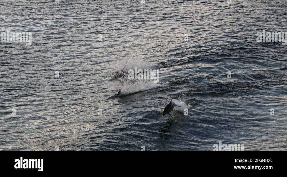 Pacific white sided dolphin lagenorhynchus obliquidens Stock Videos ...