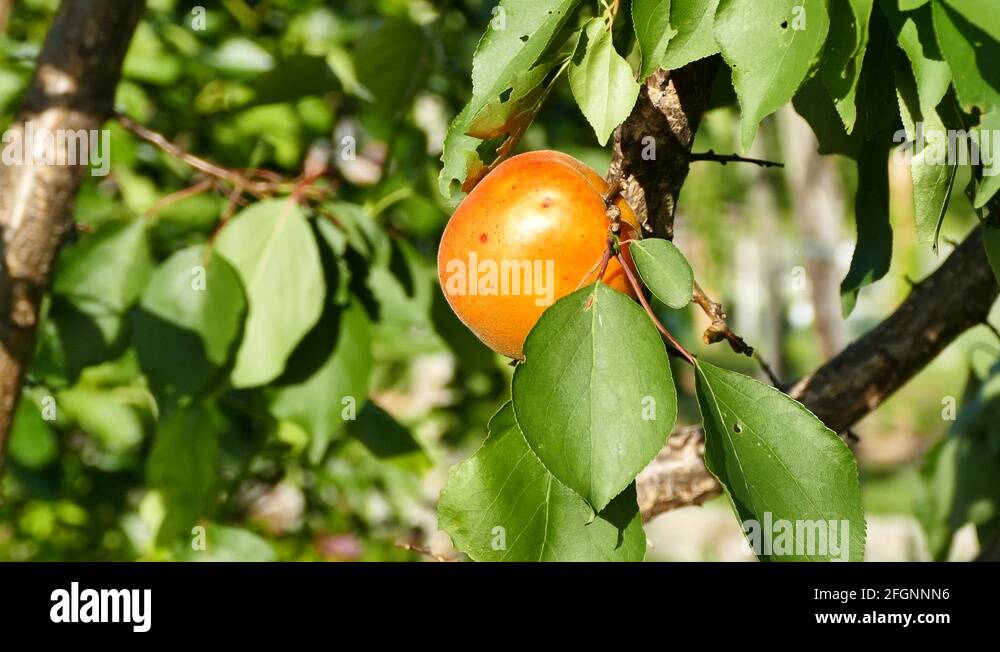 Fruit tree sapling Stock Videos & Footage HD and 4K Video Clips Alamy