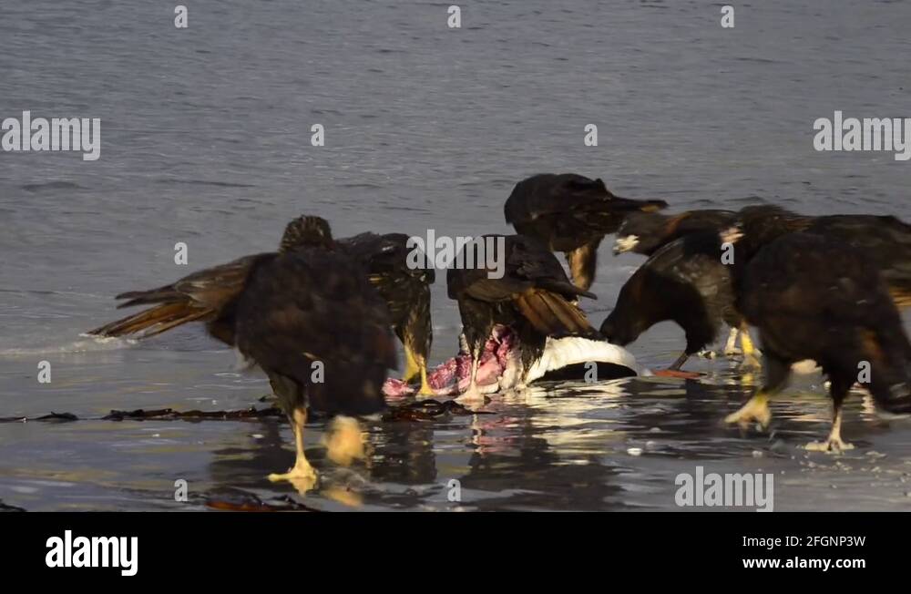 FALKLAND ISLAND FAUNA intelligence overview