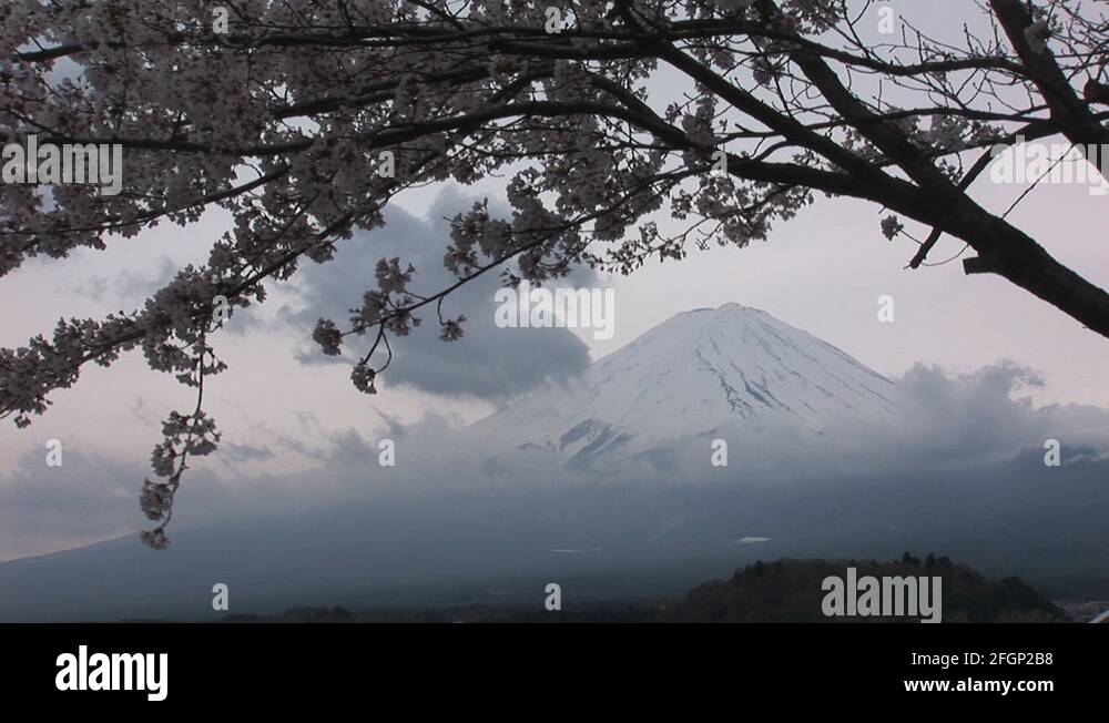 Mount Fuji and cherry blossom. Mt Fuji is the highest mountain in Japan ...