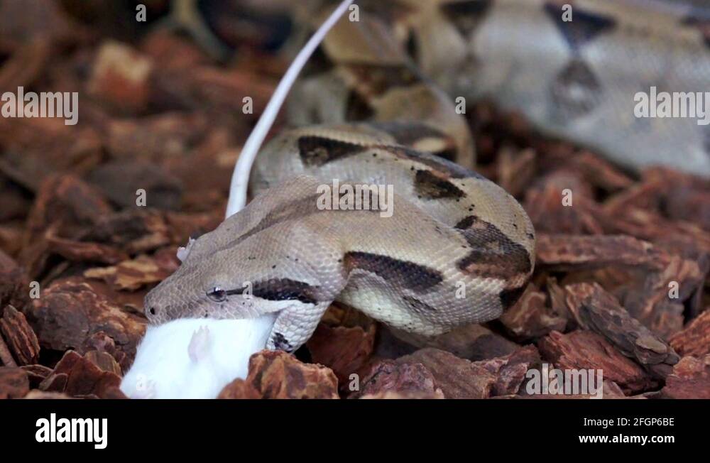 White tailed mouse Stock Videos & Footage - HD and 4K Video Clips - Alamy