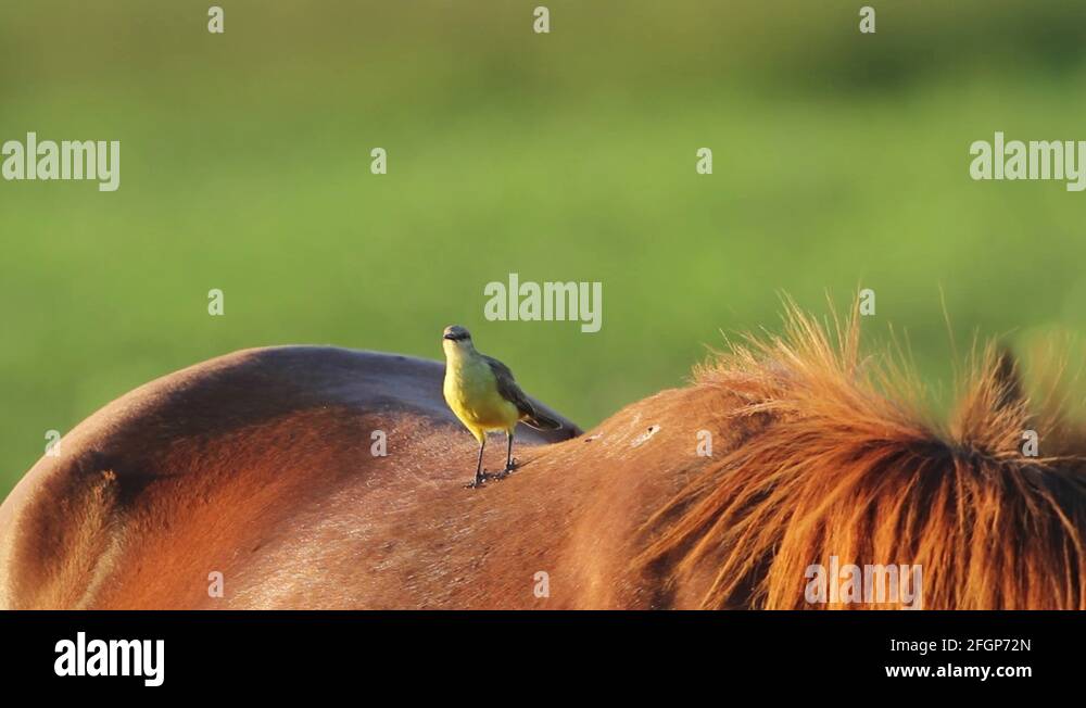 Horse bird Stock Videos & Footage - HD and 4K Video Clips - Alamy