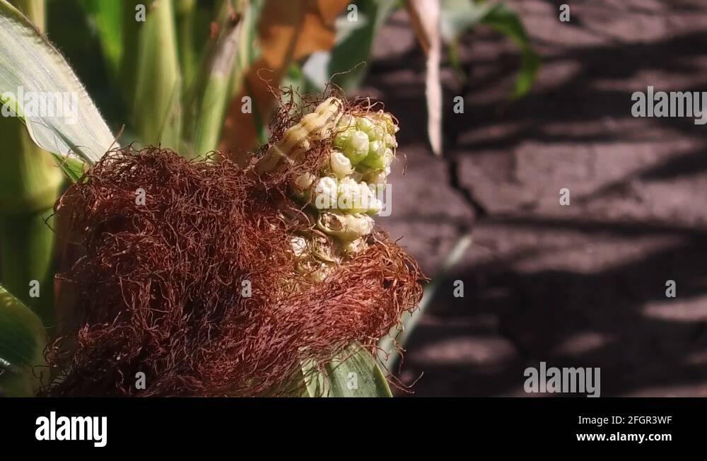 Corn field nature Stock Videos & Footage HD and 4K Video Clips Alamy