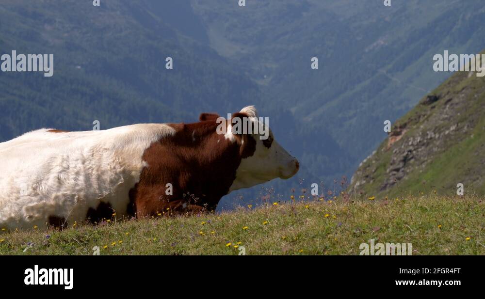 Ruminating cow Stock Videos & Footage - HD and 4K Video Clips - Alamy