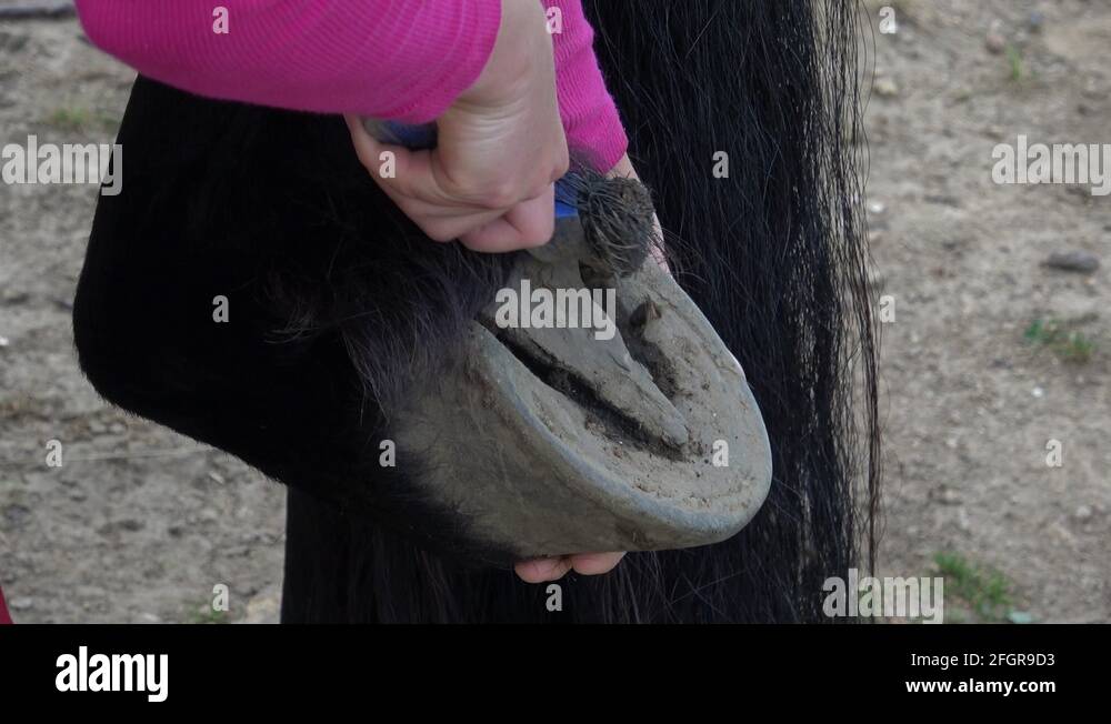 Friesian horse hoof cleaning. Cleaning and picking of a horse hoof