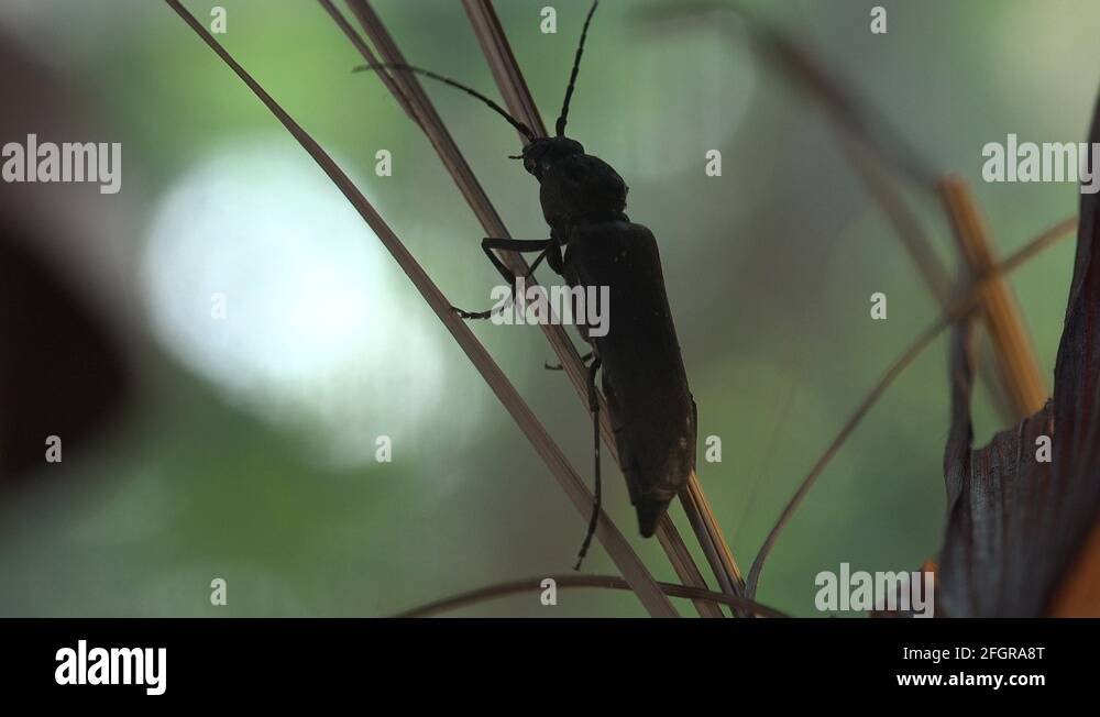 European longhorn beetles Stock Videos & Footage HD and 4K Video