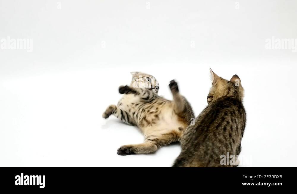 Two cats fight each other on a white background,slow motion Stock Video