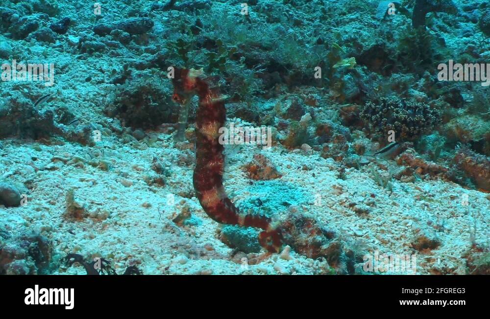 Seahorse hippocampus spec Stock Videos & Footage HD and 4K Video