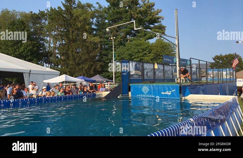 Dog high jump competition Stock Videos & Footage HD and 4K Video Clips Alamy