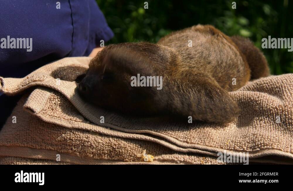 Sloth algae Stock Videos & Footage - HD and 4K Video Clips - Alamy