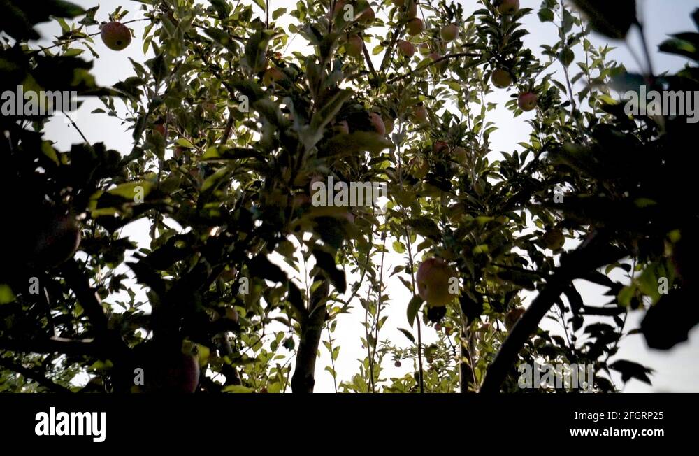 Camera rises from low in the tree to the top of the tree to reveal red ...