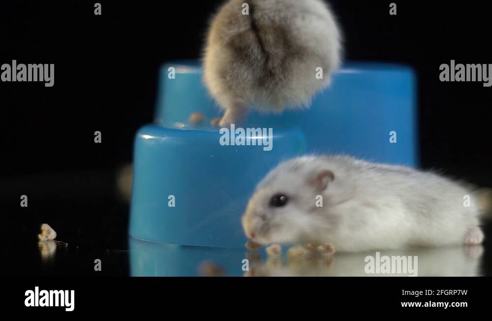 Blue feeder Stock Videos & Footage HD and 4K Video Clips Alamy