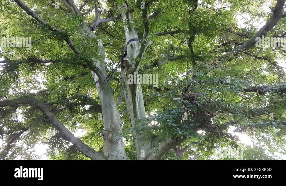 Tall beech tree Stock Videos & Footage HD and 4K Video Clips Alamy