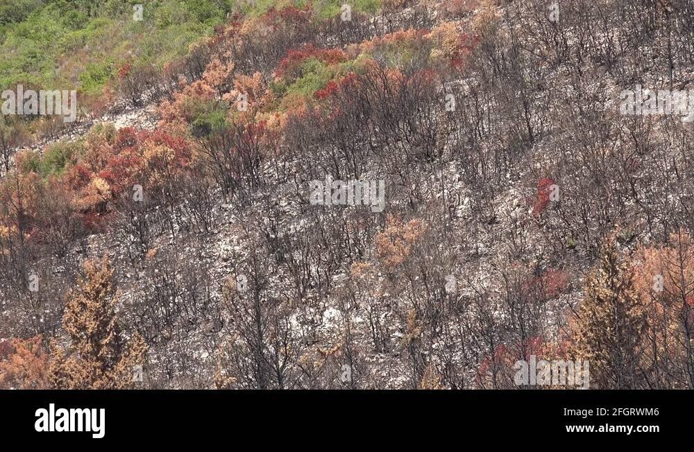 Dramatic aftermath Stock Videos & Footage - HD and 4K Video Clips - Alamy