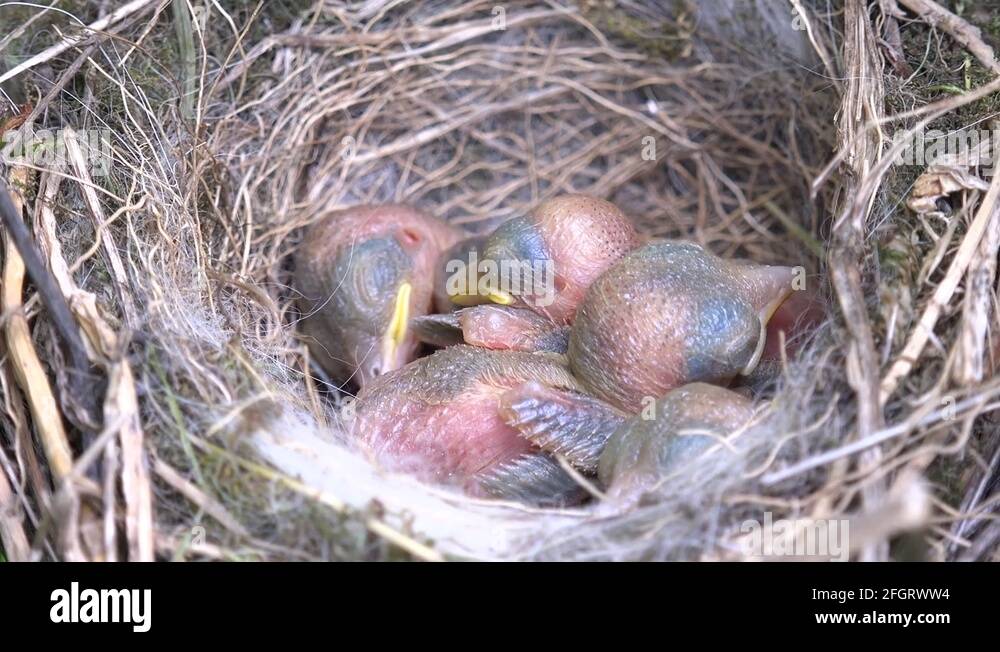 4K Hungry newborn bird open mouth scream for food, baby sleeping in