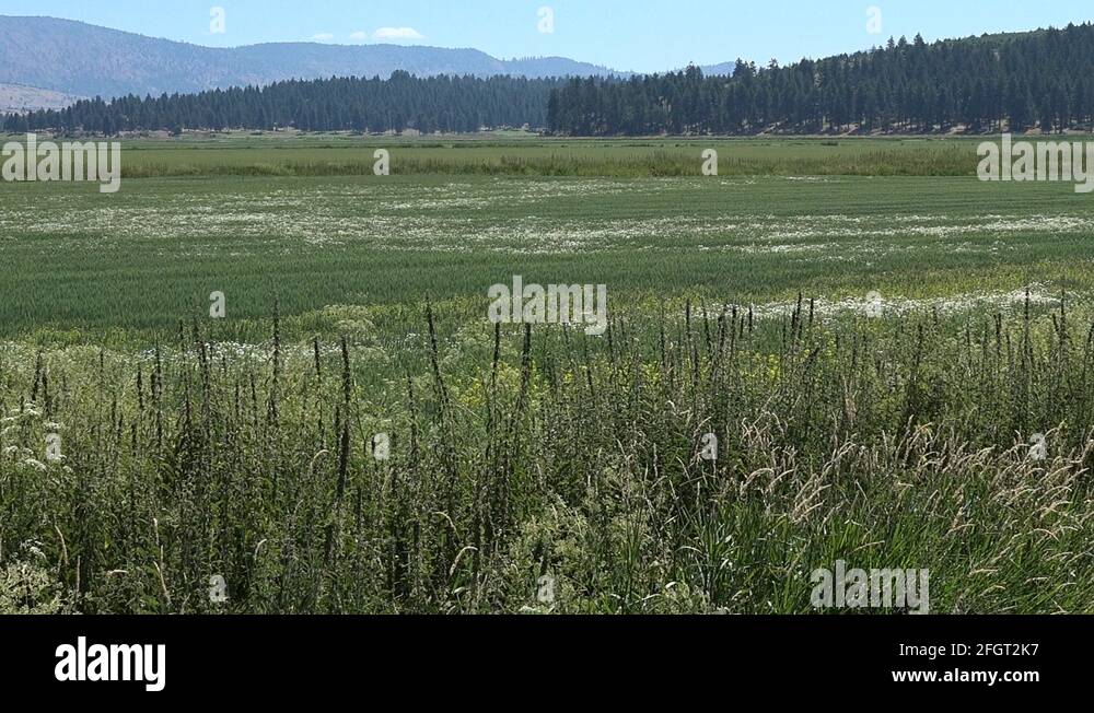 Tule lake mountain Stock Videos & Footage HD and 4K Video Clips Alamy