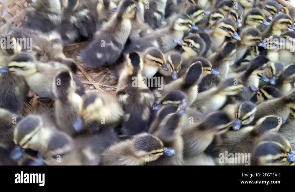 Duck baskets Stock Videos & Footage HD and 4K Video Clips Alamy