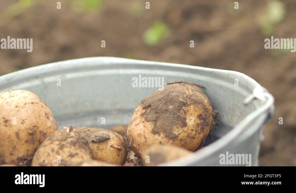 farmer harvesting potatoes in bucket on the field at organic farm