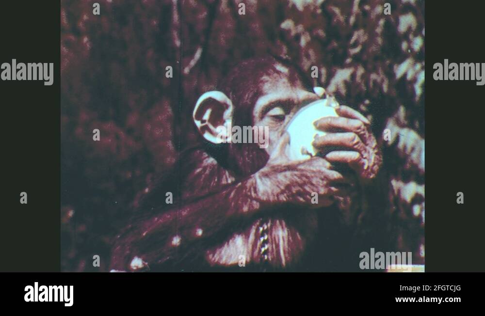 Monkey taxonomy Stock Videos & Footage - HD and 4K Video Clips - Alamy