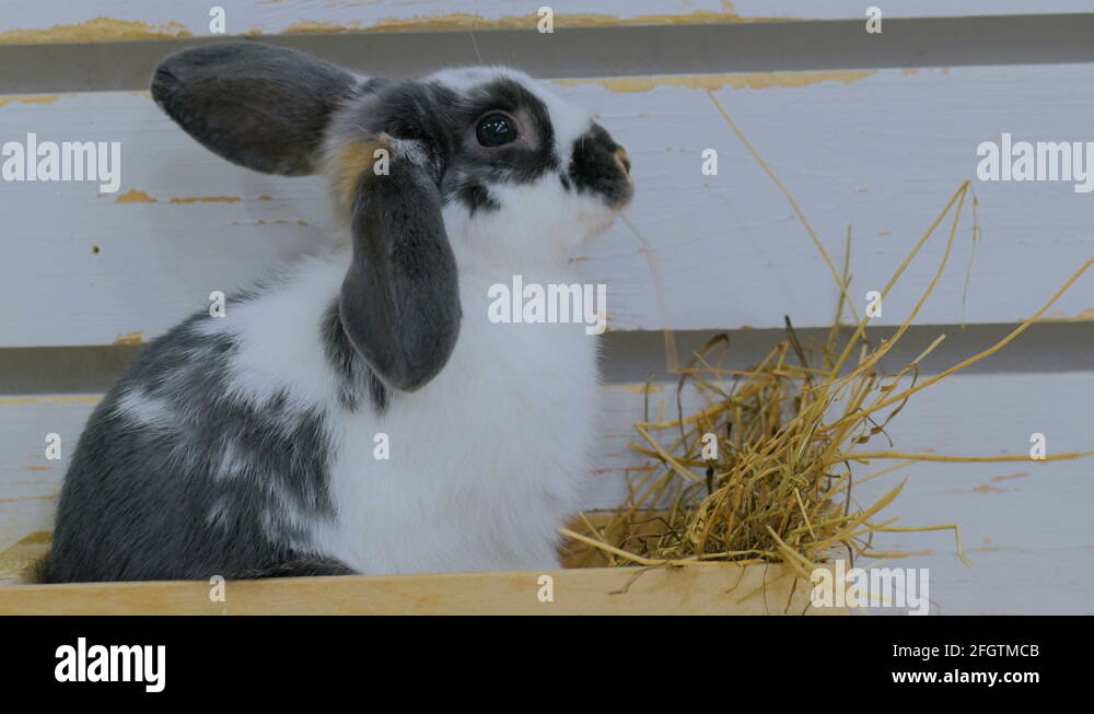 Hay for rabbits Stock Videos & Footage HD and 4K Video Clips Alamy
