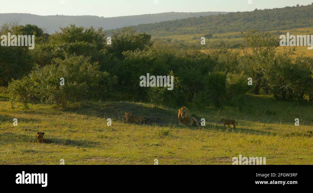 A Pride Of Maasai Lions At Maasai Mara National Reserve Kenya Africa Stock Video Footage Alamy A Pride Of Maasai Lions At Maasai Mara National Reserve Kenya Africa Stock Video Footage Alamy