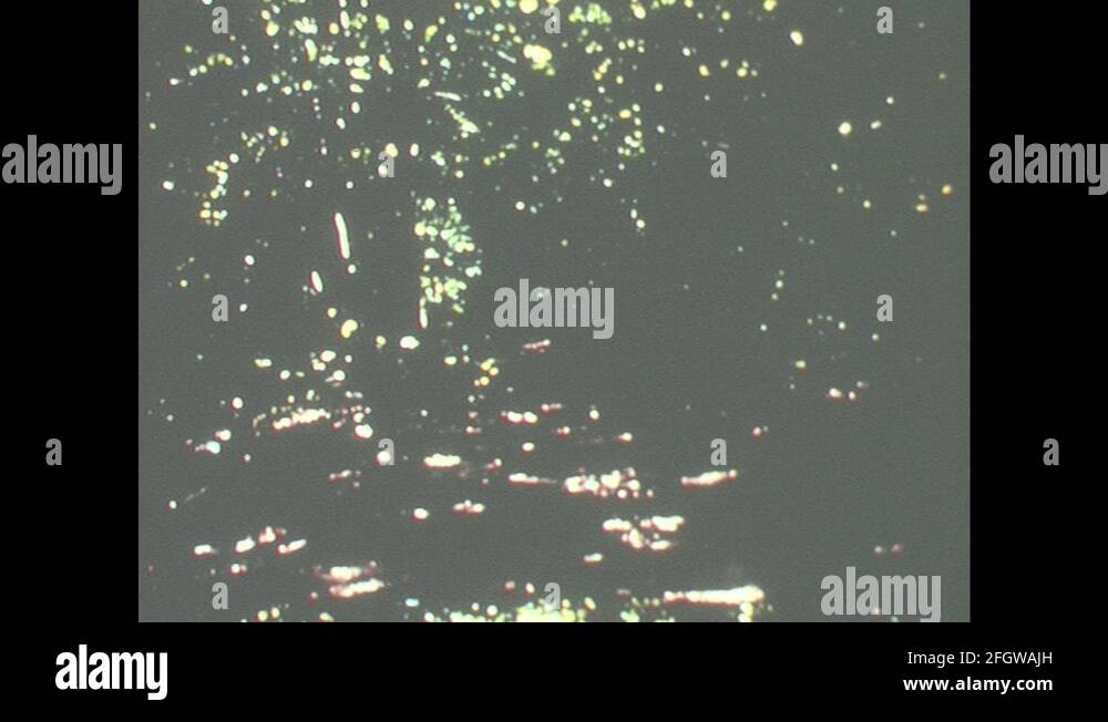 Goldfinch nest Stock Videos & Footage - HD and 4K Video Clips - Alamy