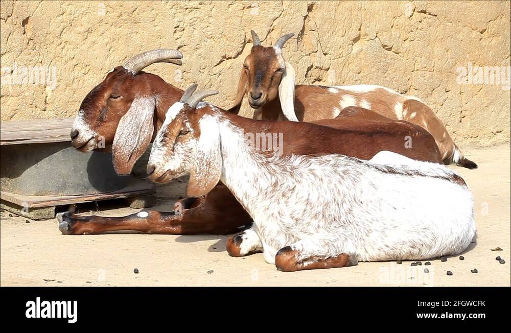 goat family relaxing and ruminating Stock Video Footage Alamy