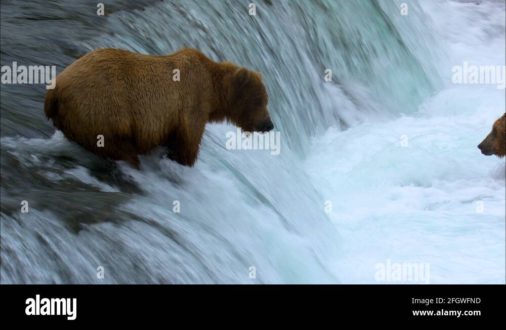 KATMAI BEAR CAMP visual data 5