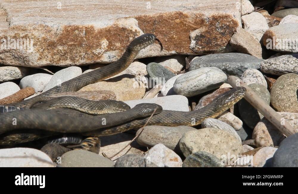 Snakes starts in the spring mating season Stock Video Footage - Alamy