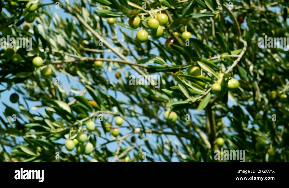 Olive tree with green olives Stock Videos & Footage HD and 4K Video