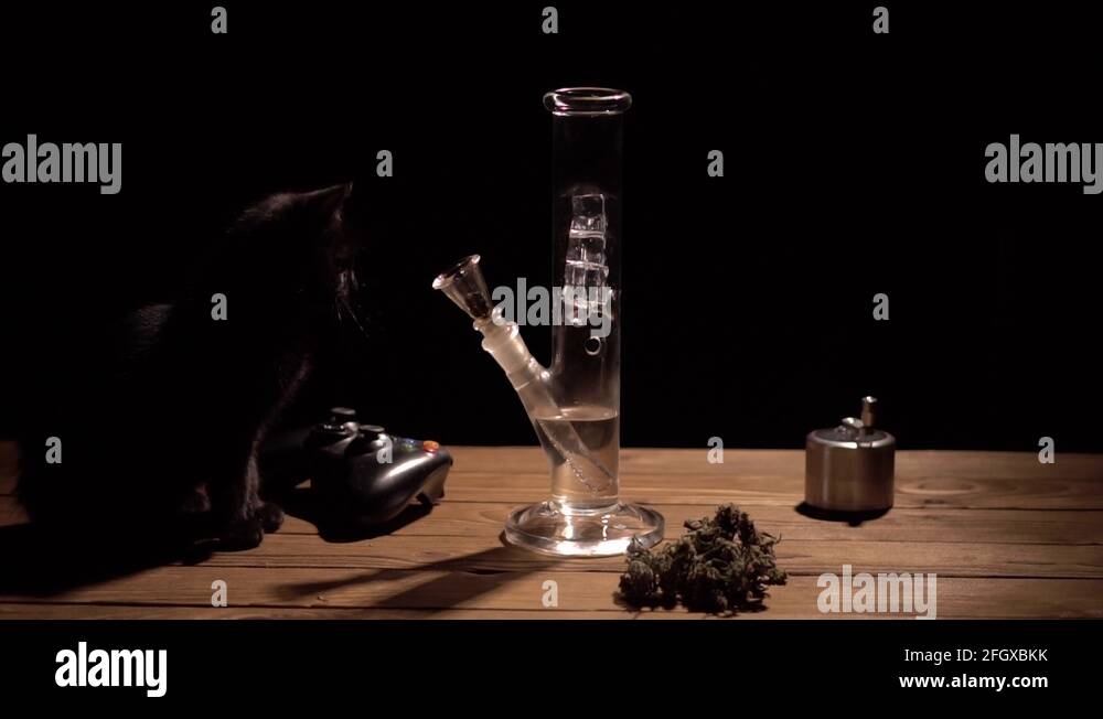 Cat smoking weed Stock Videos & Footage - HD and 4K Video Clips - Alamy