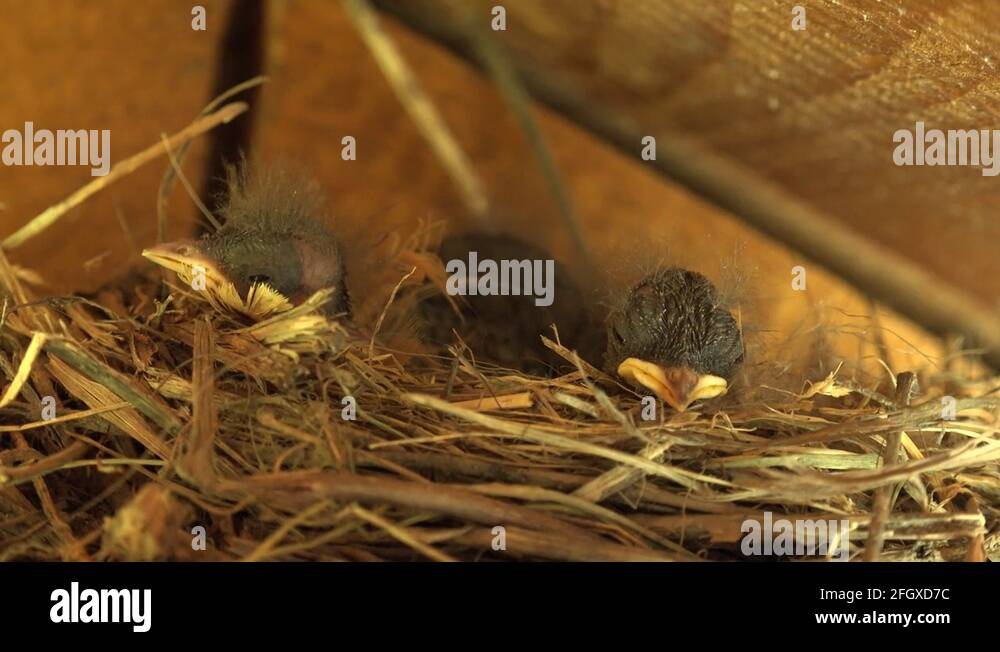 4K Fragile baby bird sleeping eyes closed in nest agitated new born