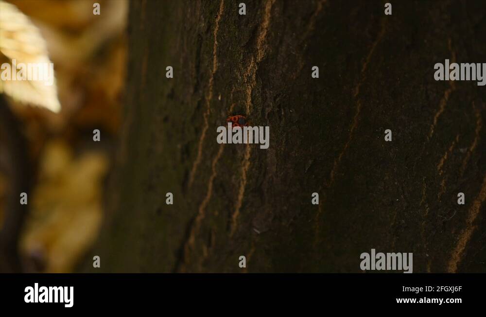 Vine clinging to tree Stock Videos & Footage HD and 4K Video Clips