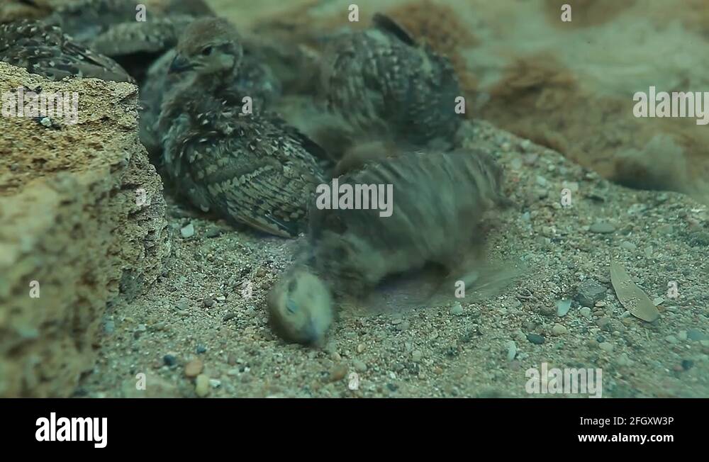 Chukar partridge bird birds Stock Videos & Footage HD and 4K Video