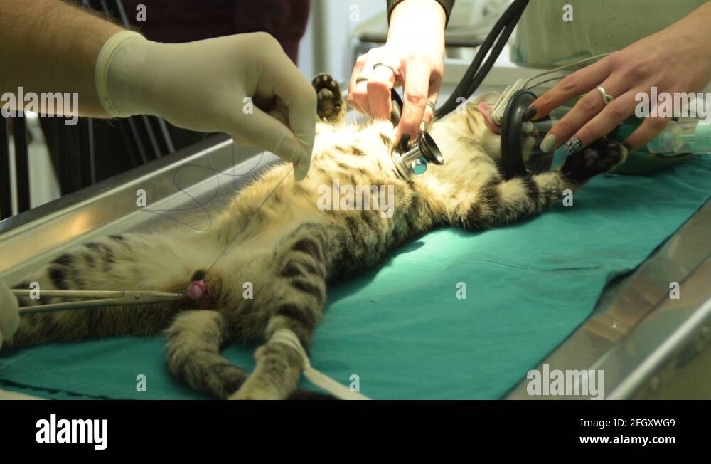 Castration male cat Stock Videos & Footage HD and 4K Video Clips Alamy