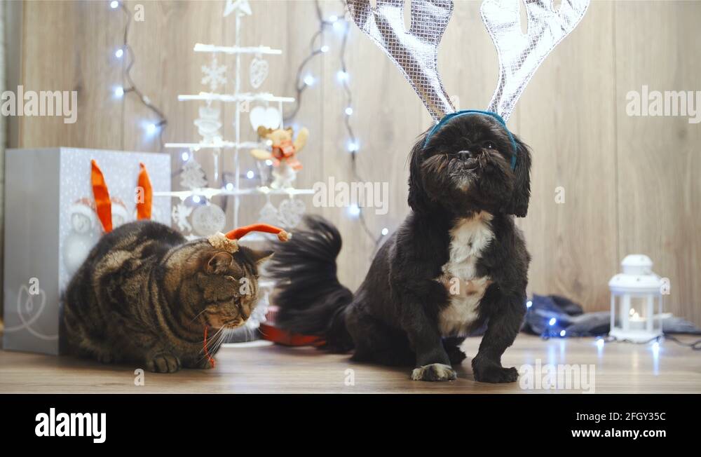 Cat tree dog Stock Videos & Footage HD and 4K Video Clips Alamy