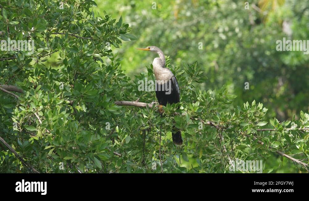Mayan riviera mexico Stock Videos & Footage HD and 4K Video Clips Alamy