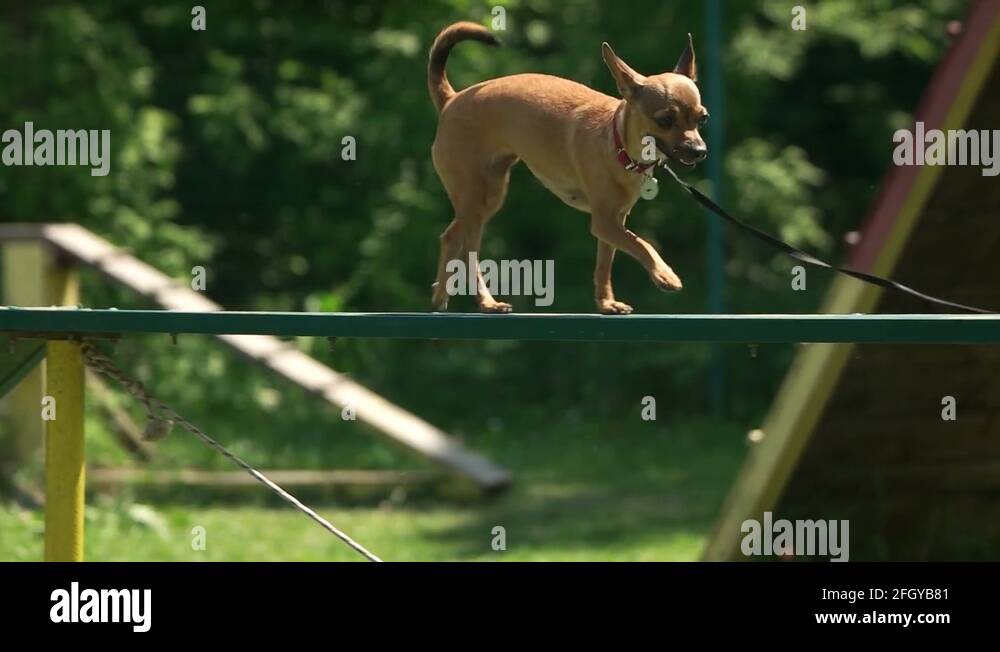 dog-is-timidly-walking-on-a-dog-walk-plank-stock-video-footage-alamy