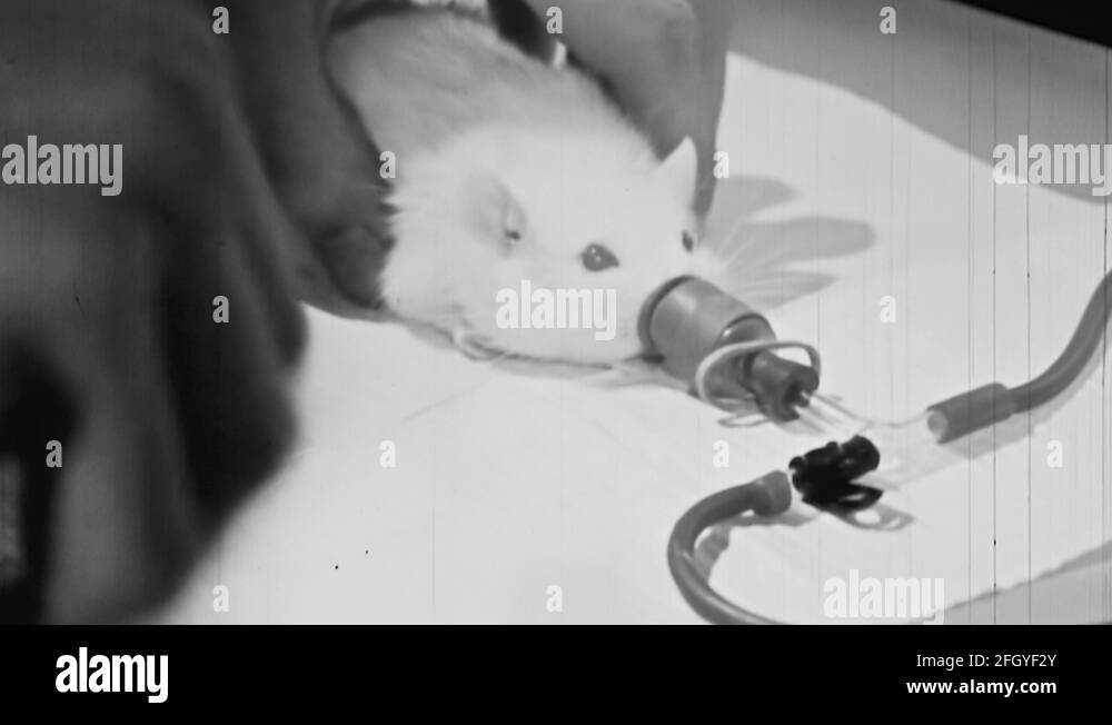 1970s Science Experiment Laboratory Rat Study Vintage Film Educational