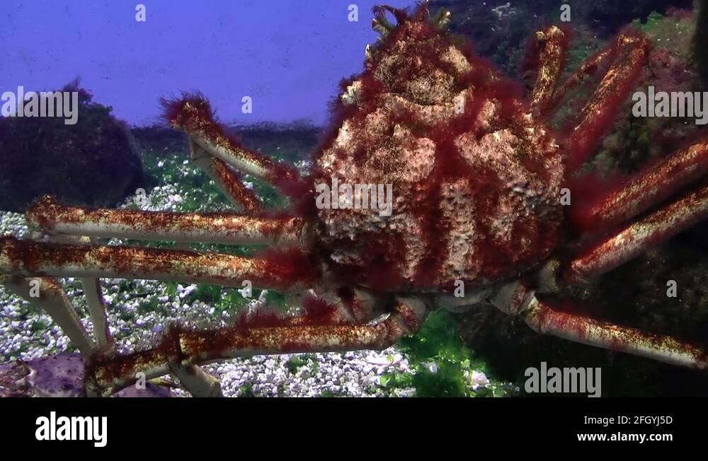 Closeup footage of Red king crab underwater Stock Video Footage Alamy
