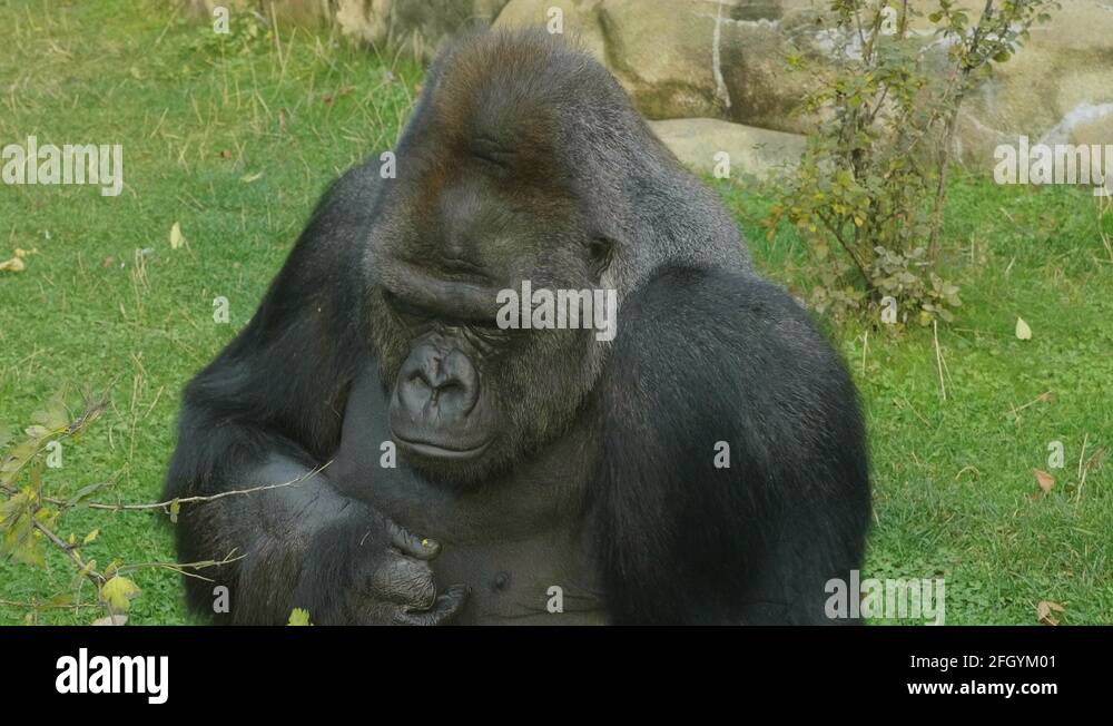 Gorilla cigar Stock Videos & Footage HD and 4K Video Clips Alamy