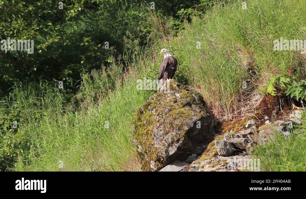 Bald eagle takeoff Stock Videos & Footage - HD and 4K Video Clips - Alamy