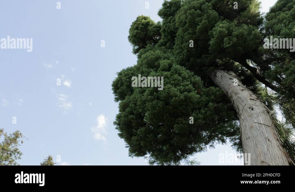 Big tree in tropical rainforest in one of the biggest park Batumi, Stock Video Footage