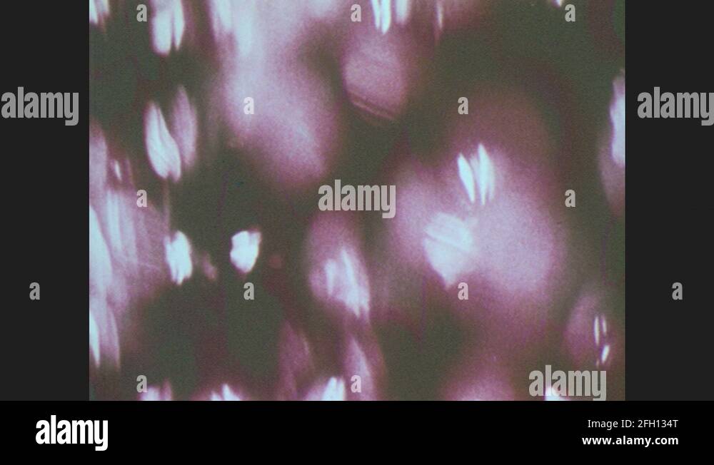 1970s: United States: bacteria under microscope. Sludge separation ...