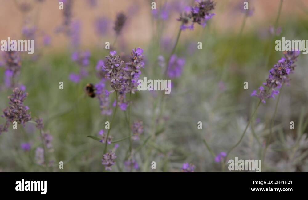 Heather Treebees Heather plant Stock Videos & Footage - HD and 4K Video Clips - Alamy