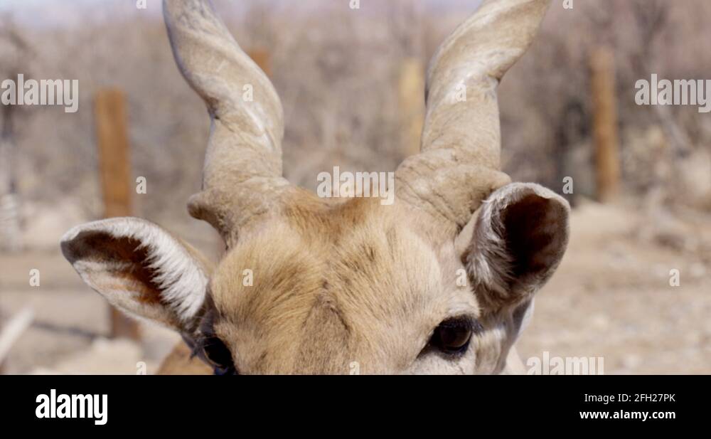 Animal herbivore herbivorous horned horns kruger national park Stock