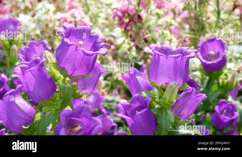 Canterbury bells Stock Videos & Footage - HD and 4K Video Clips - Alamy