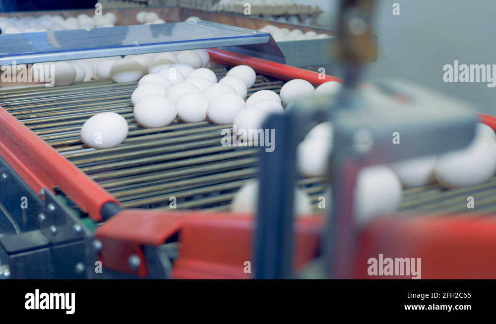 Conveyor belt egg Stock Videos & Footage HD and 4K Video Clips Alamy